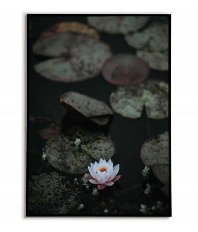 Poster for the frame Water lily floating on the water. Beautiful artwork printed in color.