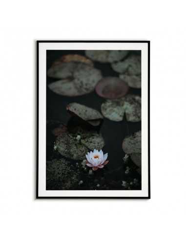 Plakat do ramki Lilia Wodna unosząca się na wodzie. Piękna grafika wydrukowana w kolorze. Plakat do ramki Lilia Wodna unosząca się na wodzie. Piękna grafika wydrukowana w kolorze.