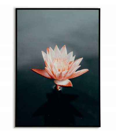 Plakat do ramki z rozkwitniętym kwiatem lilii wodnej w kolorze różowym, piękna grafika