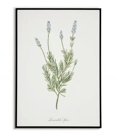 Kwiat lawenda plakat botaniczny ręcznie rysowany z Grafika na ścianę do salonu w stylu, kuchni vintage z kwiatem.