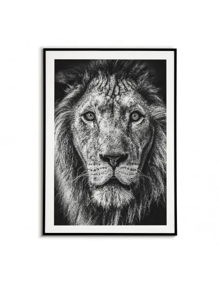 Plakat lew afrykański, portret lwa wykonany w czerni i bieli. Grafika idealna do salonu.
