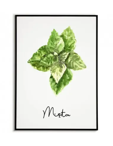 Plakat Mięta - Grafika, plakat zioła...