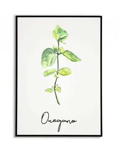 Oregano poster - Graphics, herbs...