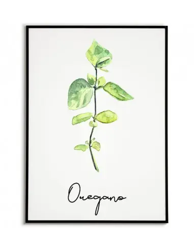 Plakat oregano, plakat zioła do kuchni. Grafika przedstawiająca oregano z napisem