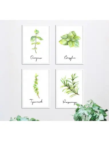 Oregano poster - Graphics, herbs... Oregano poster - Graphics, herbs...
