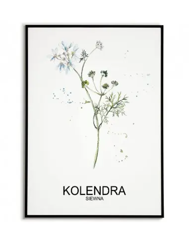 Plakat zioła do kuchni z kolendrą i napisem. Plakat kolendra