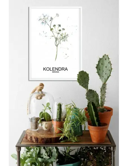 Plakat zioła do kuchni z kolendrą i napisem. Plakat kolendra