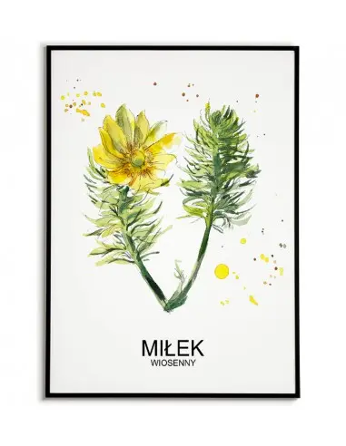 Herbs poster, Miłek to the kitchen