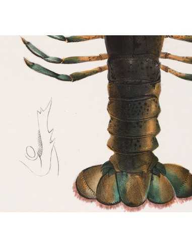 Plakat do kuchni z Homarem - grafika do ramki vintage retro Plakat do kuchni z Homarem - grafika do ramki vintage retro