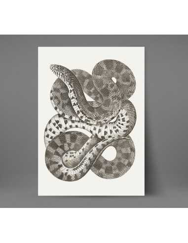 Wall poster with a snake drawing -... Wall poster with a snake drawing -...