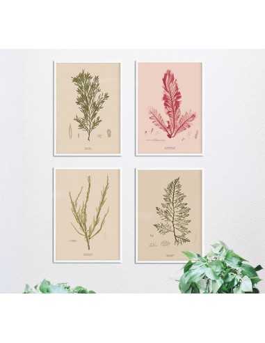 Zestaw plakatów botanicznych z roślinami. Cztery plakaty z glonami w zestawie, idealne na ścianę w stylu vintage, retro, boho