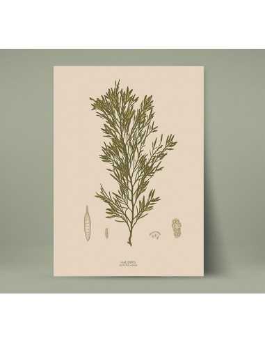 Set of retro botanical posters,... Set of retro botanical posters,...