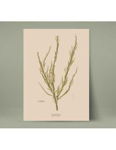 Set of retro botanical posters,... Set of retro botanical posters,...