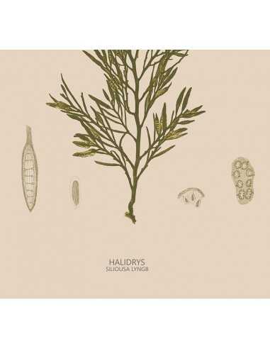 Botanical poster with vintage retro... Botanical poster with vintage retro...