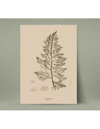 Botanical poster with vintage retro... Botanical poster with vintage retro...