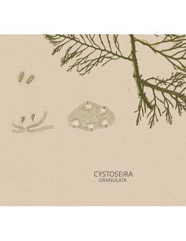 Botanical poster with vintage retro... Botanical poster with vintage retro...